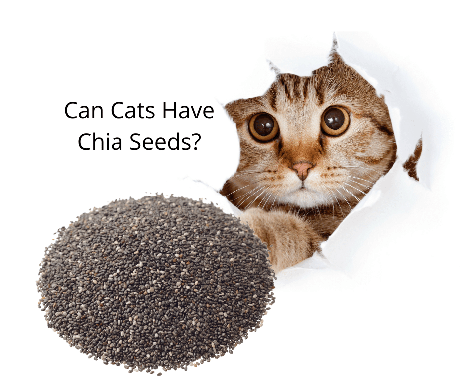 Can-Cats-Have-Chia-Seeds