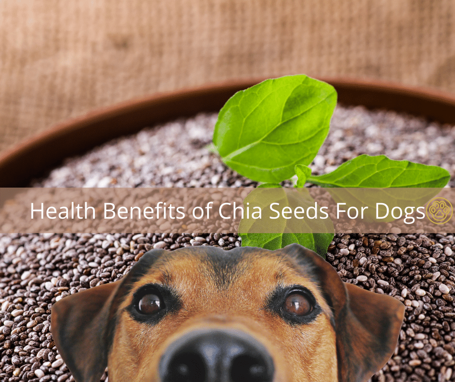 Health Benefits of Chia Seeds For Dogs