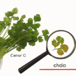 is-cilantro-low-in-oxalates-1_IP356598-1