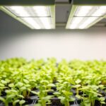 are grow lights necessary