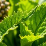 chia leaves edible uses