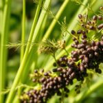 chia seed harvest quantities