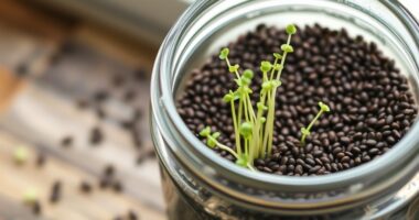 home chia sprouting guide