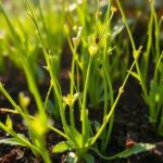 organic chia pest management