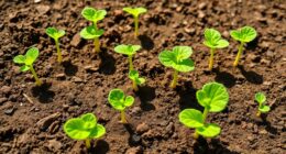 simple beginner vegetable gardening