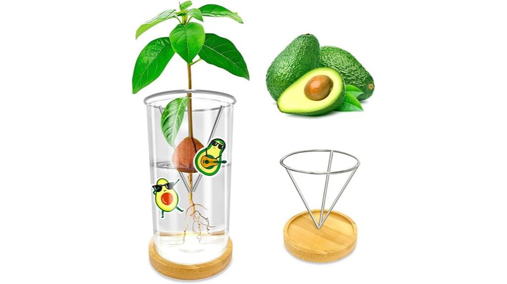 avocado seed growing kit