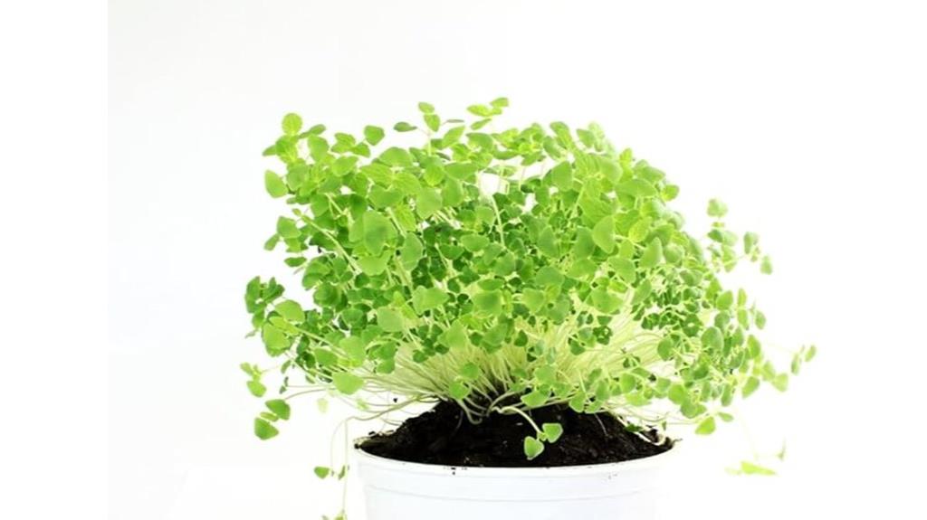 chia seeds for planting