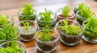 top chia seeds for growing