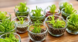 top chia seeds for growing
