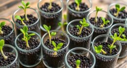 top chia sprouters 2025