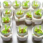 top chia sprouting kits