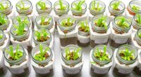 top chia sprouting kits