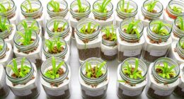 top chia sprouting kits