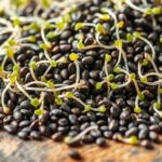 top fresh sprouted chia