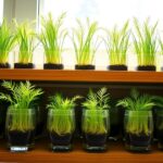 15 Best Chia Indoor Grow Kits for Easy and Lush Greenery top indoor chia growing kits
