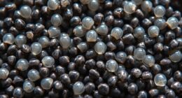 chia seeds absorb water