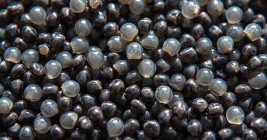 chia seeds absorb water