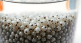 soaking improves chia absorption