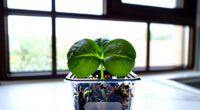10 Best Microgreen Kits for Kitchen Gardeners in 2026