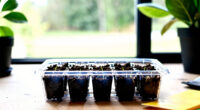 10 Best Propagation Trays for Seed Starting in 2026