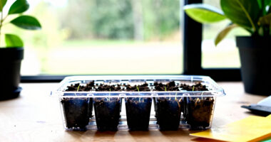 10 Best Propagation Trays for Seed Starting in 2026