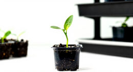14 Best Plant Germination Stations for Home Growers in 2026