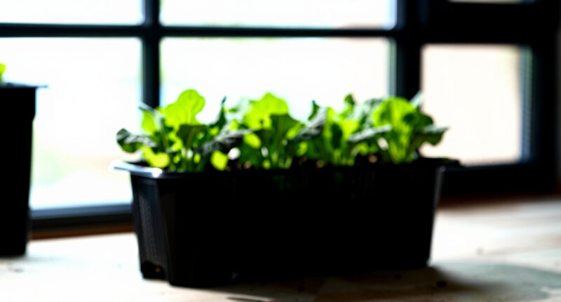 15 Best Patio Planters for Edible Seed Crops in 2026