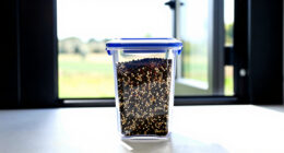 2 Best Seed Storage Containers for Long-Term Freshness in 2026