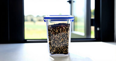 2 Best Seed Storage Containers for Long-Term Freshness in 2026