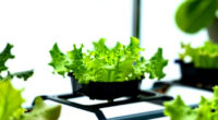 7 Best Hydroponic Garden Systems for Herbs and Greens in 2026