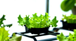 7 Best Hydroponic Garden Systems for Herbs and Greens in 2026