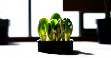 9 Best Sprouting Systems For Edible Seed Lovers In 2026