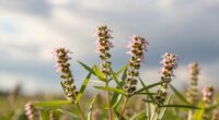 climate impacts chia flowering
