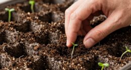 eco friendly seed starting method