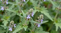 flowering time indicators
