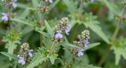 flowering time indicators