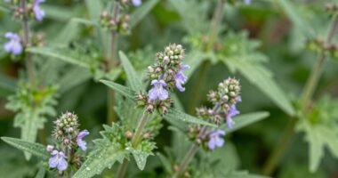 flowering time indicators