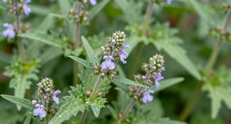 flowering time indicators