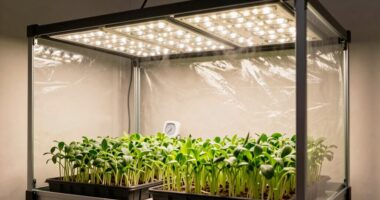 indoor grow tents increasing