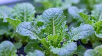 leds enhance plant growth