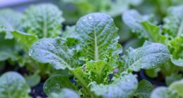 leds enhance plant growth