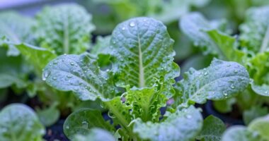 leds enhance plant growth