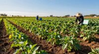 organic standards influence chia farming
