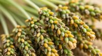 seeds mature and turn brown