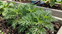 versatile nutritious easy to grow