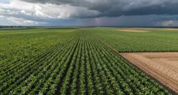 weather impacts chia supply