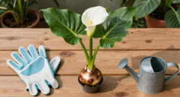 Calla Lily Care Guide: Discover the Secrets to Growing Gorgeous Tropical Bulbs for a Stunning Summer Display
