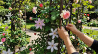 These 7 Beautiful Trellises Will Turn Climbing Plants Into the Stars of Your Garden