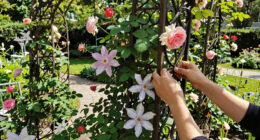 These 7 Beautiful Trellises Will Turn Climbing Plants Into the Stars of Your Garden