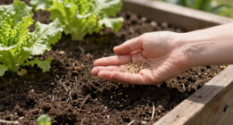 15 Best Lettuce Seeds in 2026